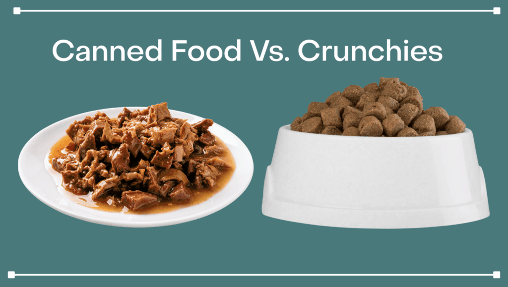 canned food or dry food for maine coons โ Sassy Koonz Maine Coon Cattery wet food versus dry food comparison for maine coons cats