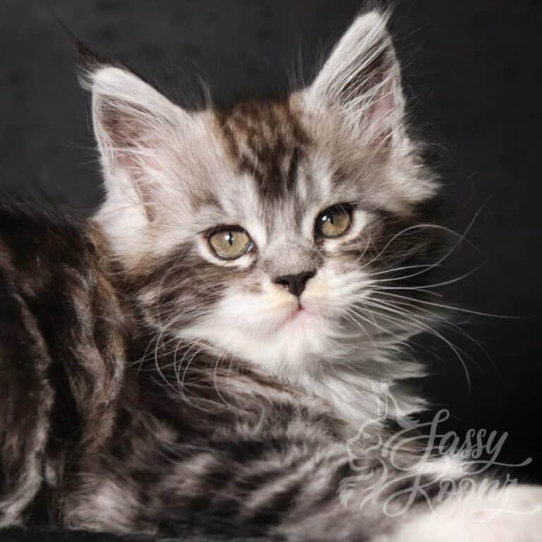 cotton candy maine coon 9 weeks old head shot