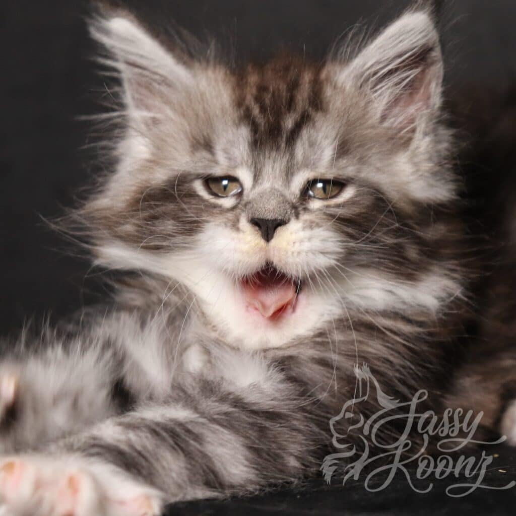 maine-coon-kitten-available-at-sassy-koonz-candy-9-weeks ⋆ Sassy Koonz Maine Coon Cattery maine con kitten yawning during photoshoot