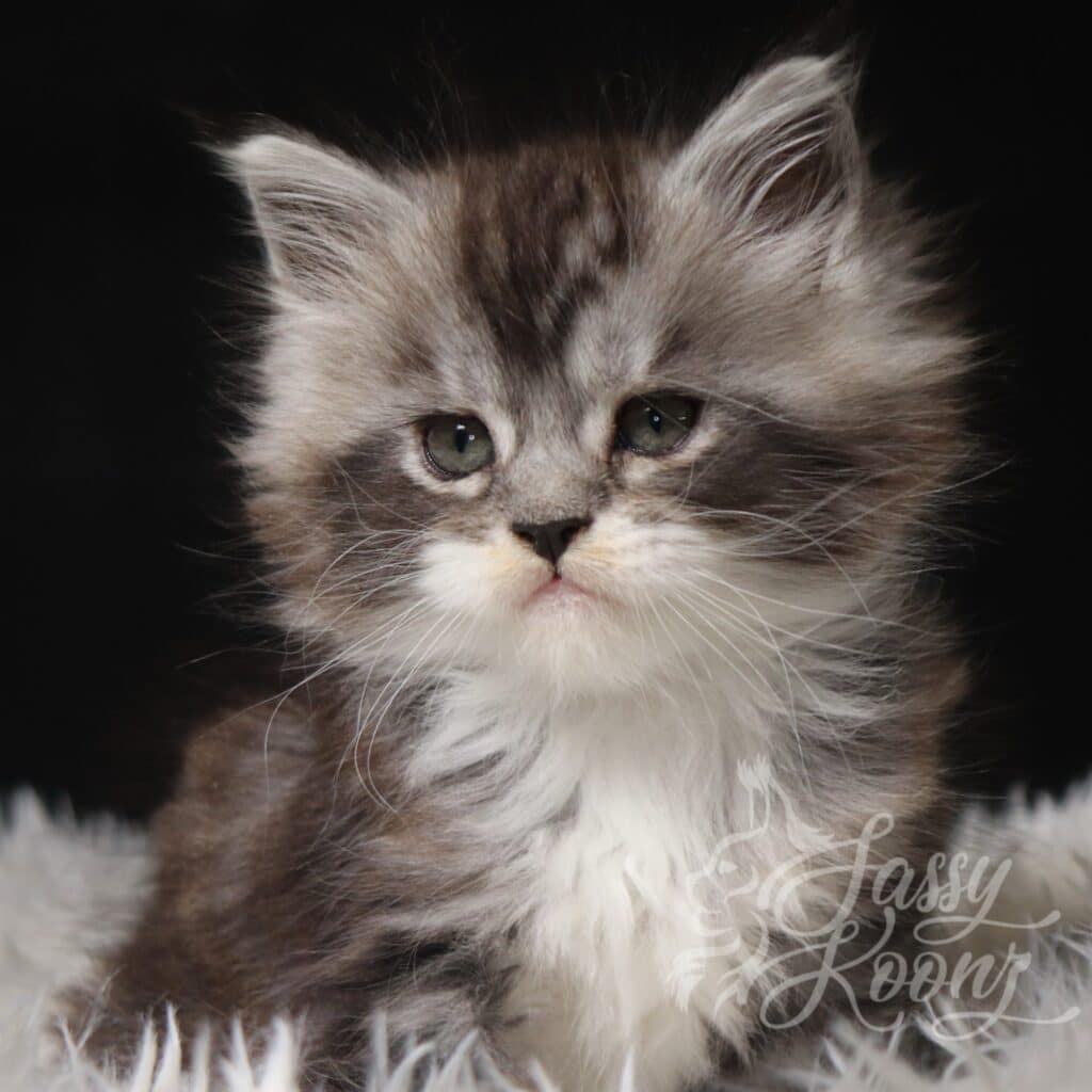 maine-coon-kitten-from-sassy-koonz-candy-7-weeks-old ⋆ Sassy Koonz Maine Coon Cattery maine coon kitten from sassy koonz candy 7 weeks old