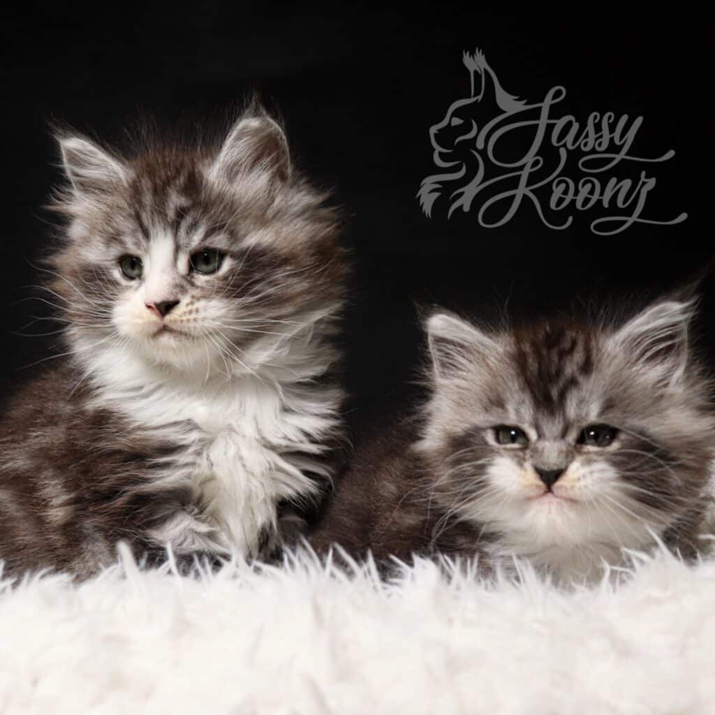 maine-coon-siblings-7-weeks-old-silver-tabbies ⋆ Sassy Koonz Maine Coon Cattery Sassy Koonz Siblings - Dominic and Cotton Candy