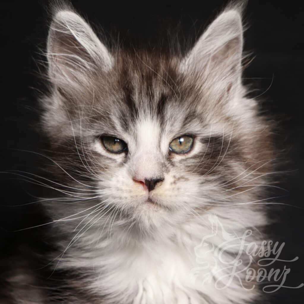 silver-maine-coon-close-up-9-weeks-dom ⋆ Sassy Koonz Maine Coon Cattery silver maine coon close up 9 weeks old