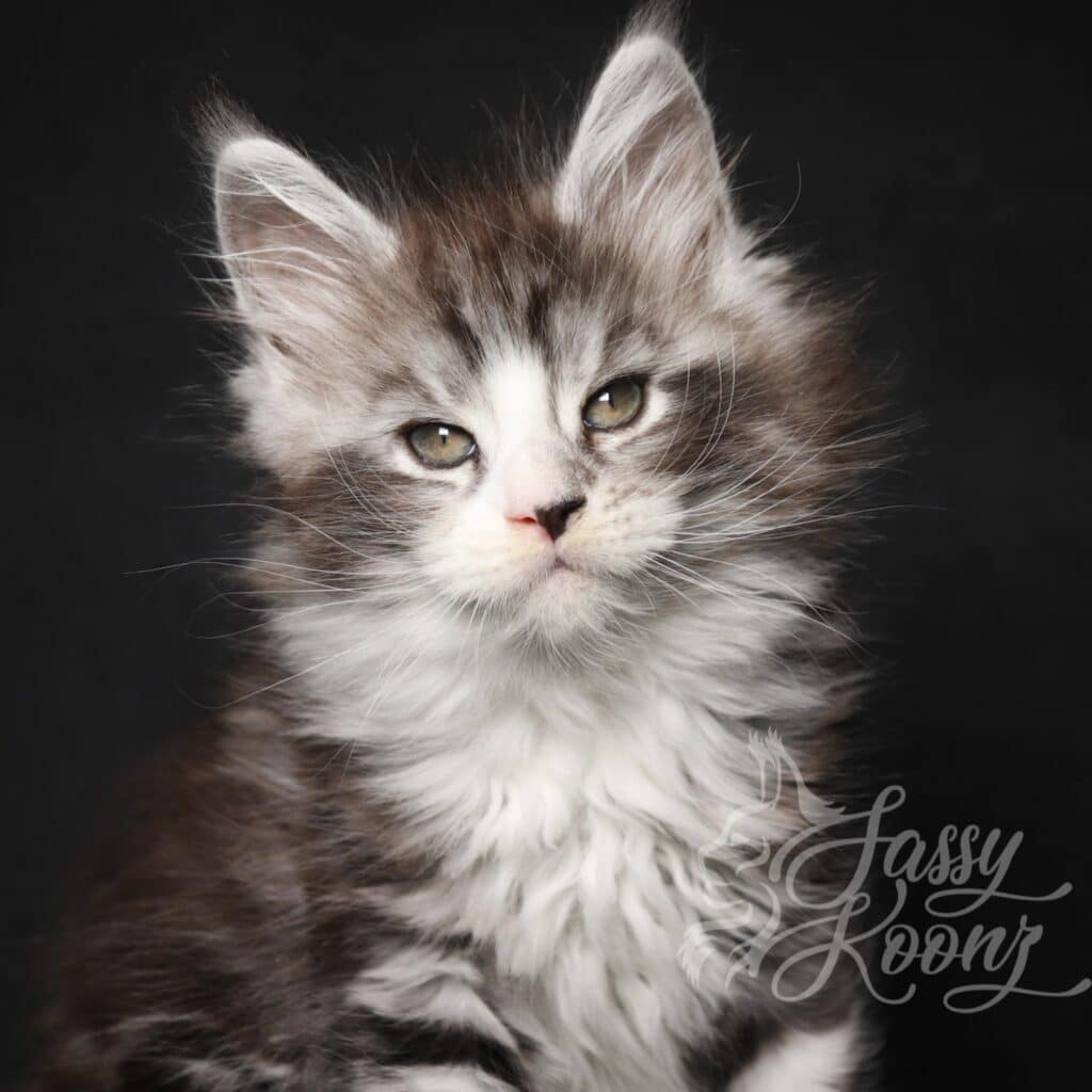 silver-tabby-maine-coon-dom-dom-9 ⋆ Sassy Koonz Maine Coon Cattery silver tabby maine coon domdom