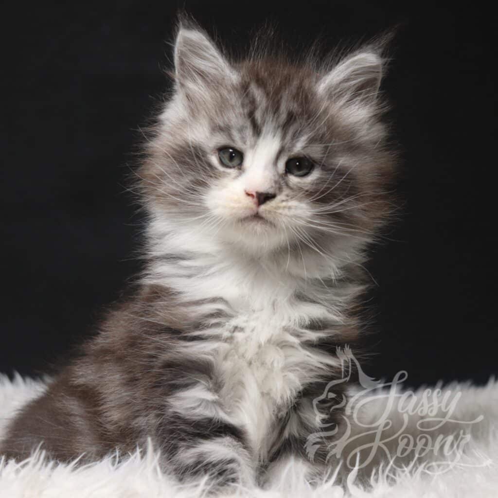 silver-tabby-maine-coon-dominoc-7-weeks-old ⋆ Sassy Koonz Maine Coon Cattery silver tabby maine coon dominic 7 weeks old