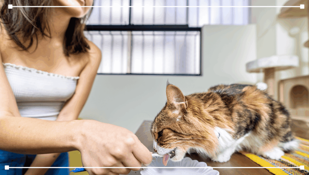 what-do-maine-coons-eat โ Sassy Koonz Maine Coon Cattery maine coon cat having a snack from its owner