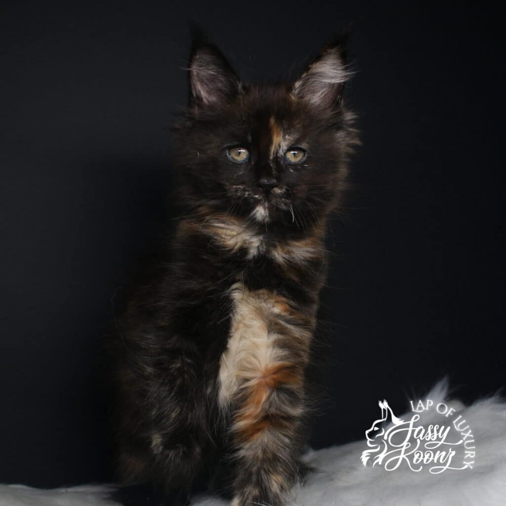 F8 9 weeks old black tortie maine coon kitten ⋆ Sassy Koonz Maine Coon Cattery F8 9 weeks old black tortie maine coon kitten