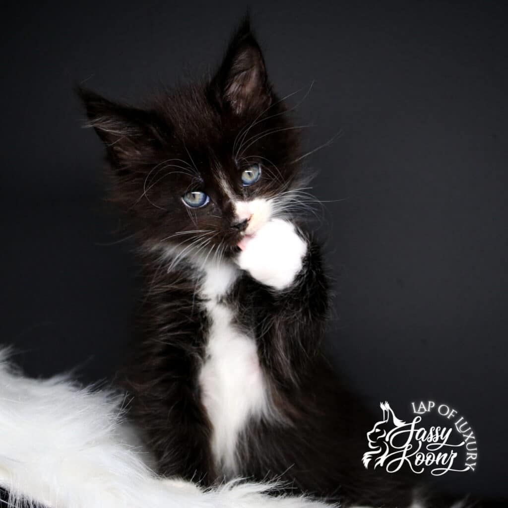 body shot of ivan a 7 week old black and white maine coon kitten ⋆ Sassy Koonz Maine Coon Cattery body shot of ivan a 7 week old black and white maine coon kitten