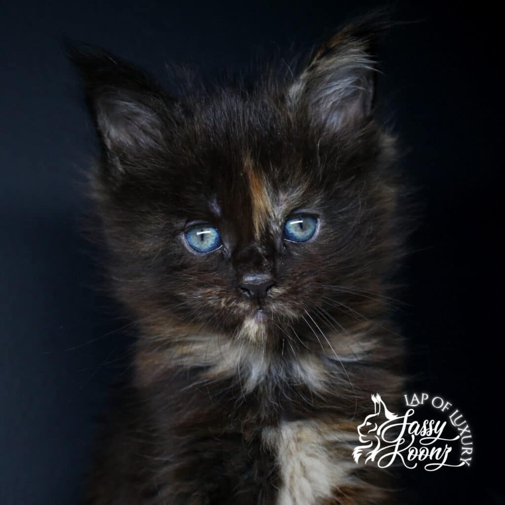 f8 black tortie female maine coon kitten at 5 weeks old ⋆ Sassy Koonz Maine Coon Cattery f8 black tortie female maine coon kitten at 5 weeks old
