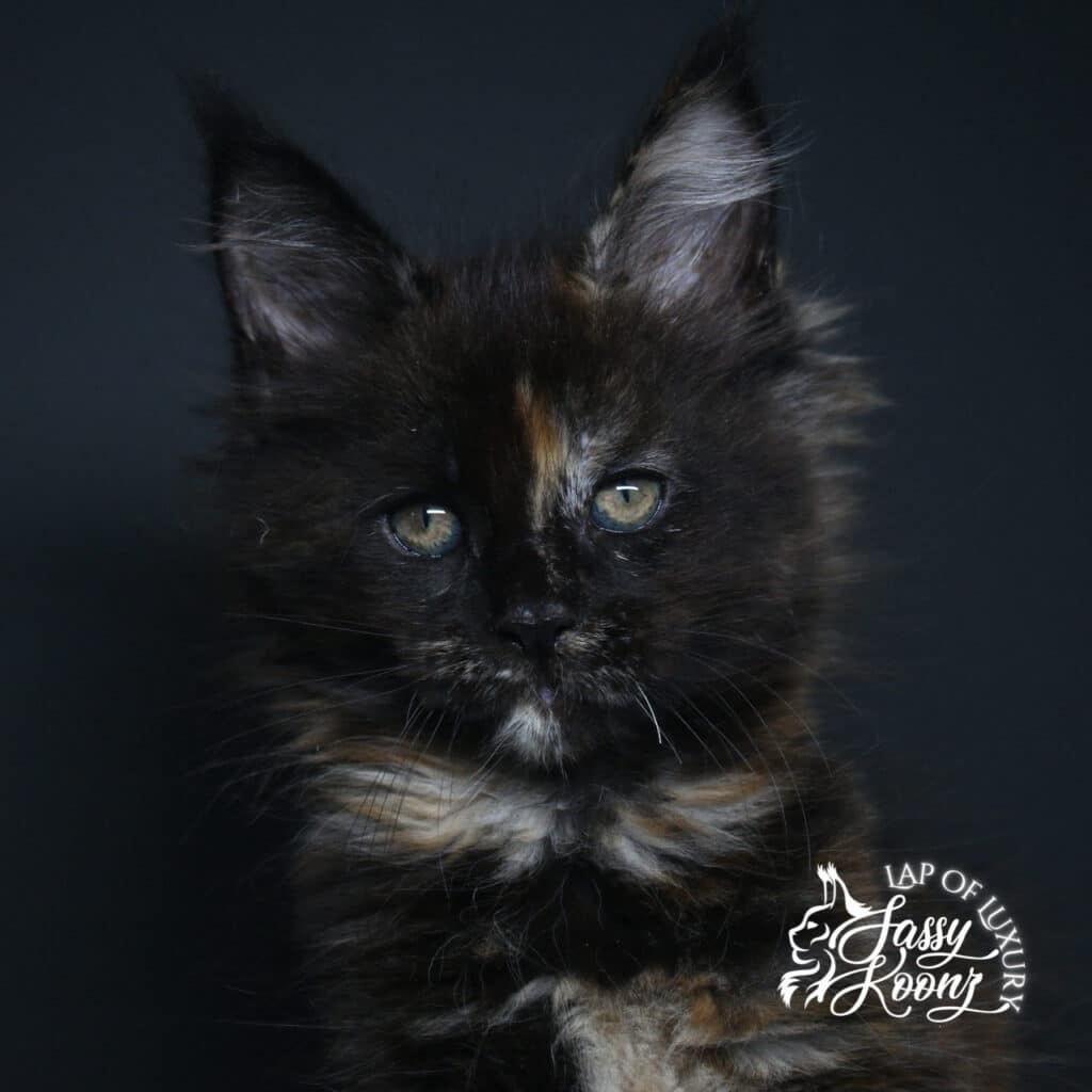 f8 headshot 9 week old black tortie maine coon kitten
