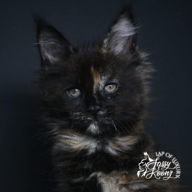 f8 headshot 9 week old black tortie maine coon kitten