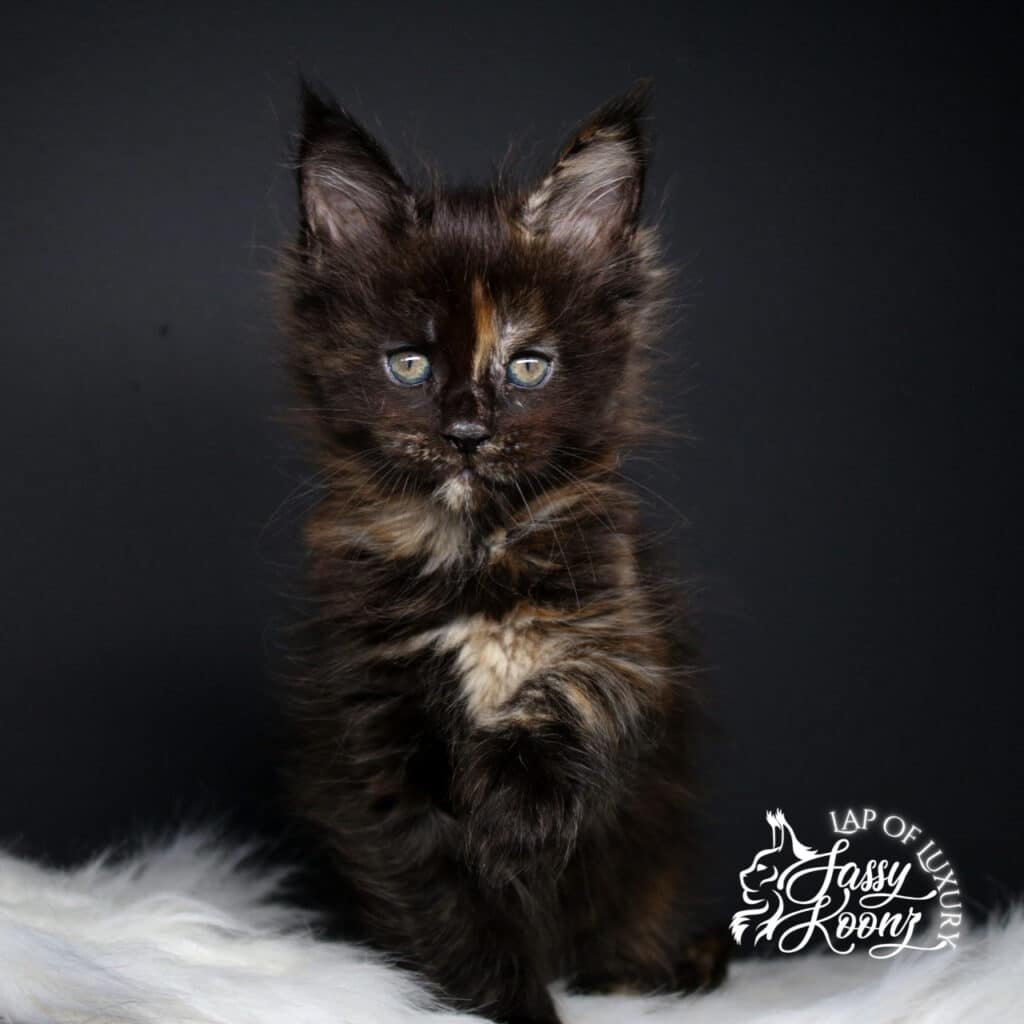 full body shot of f8 a 7 week old maine coon tortie ⋆ Sassy Koonz Maine Coon Cattery full body shot of f8 a 7 week old maine coon tortie