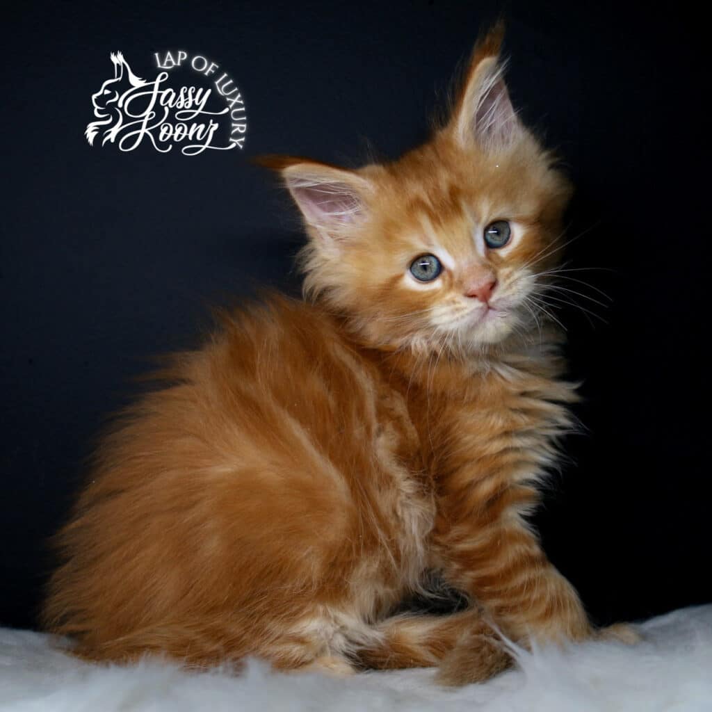 full body shot of jekyll at 7 weeks old ⋆ Sassy Koonz Maine Coon Cattery full body shot of jekyll at 7 weeks old