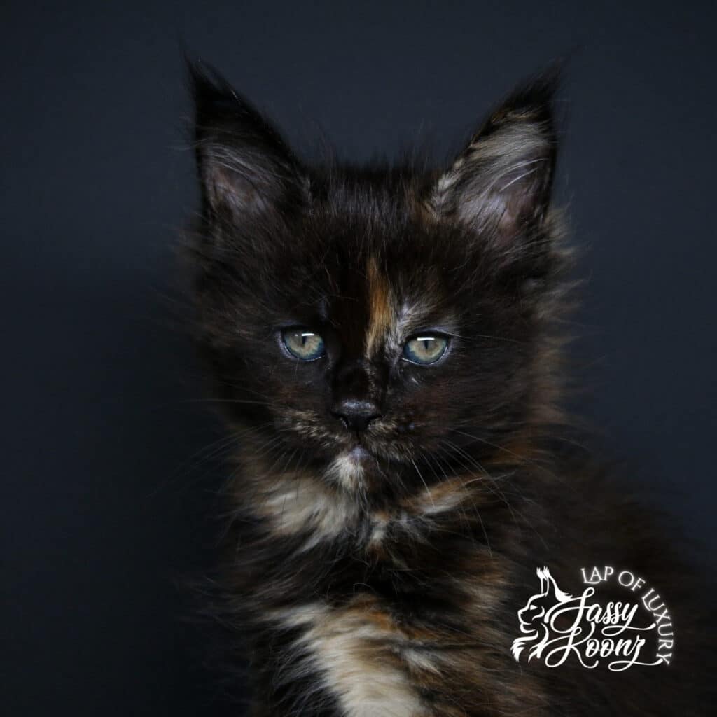 head shot of f8 a 7 week old maine coon tortie ⋆ Sassy Koonz Maine Coon Cattery head shot of f8 a 7 week old maine coon tortie
