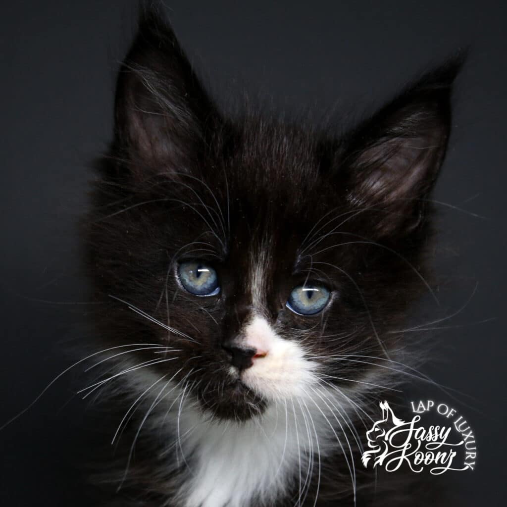 head shot of ivan a 7 week old black and white maine coon kitten ⋆ Sassy Koonz Maine Coon Cattery head shot of ivan a 7 week old black and white maine coon kitten