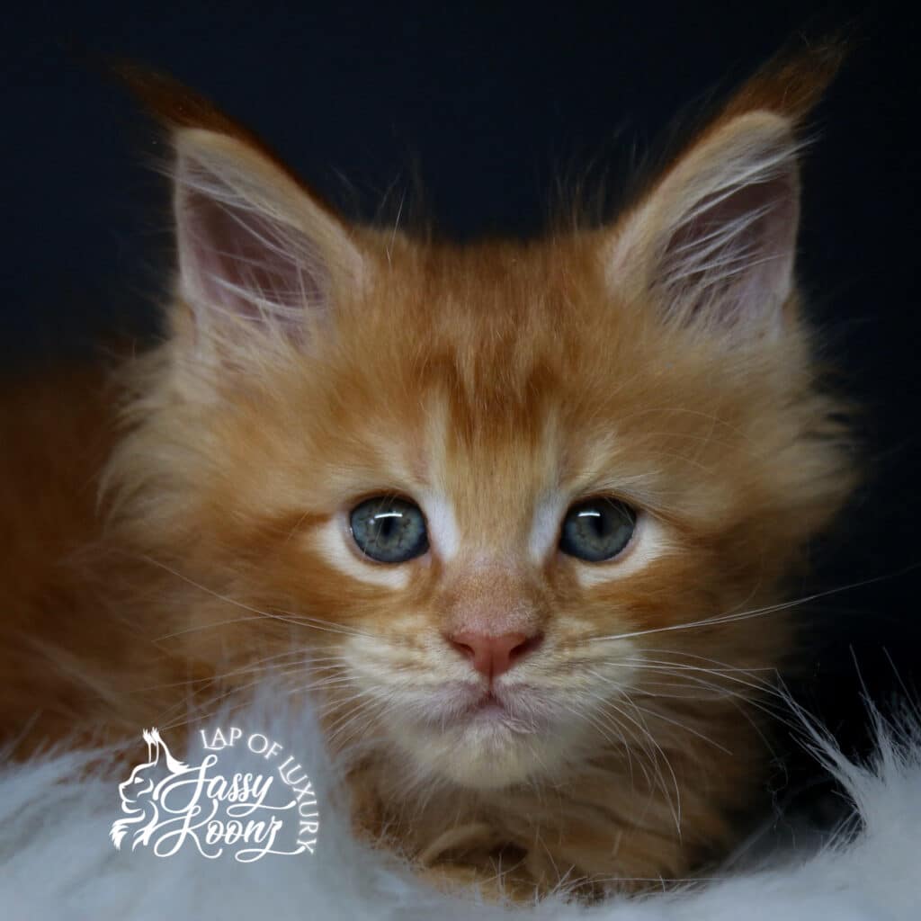 head shot of jekyll 7 week old maine coon kitten ⋆ Sassy Koonz Maine Coon Cattery head shot of jekyll 7 week old maine coon kitten