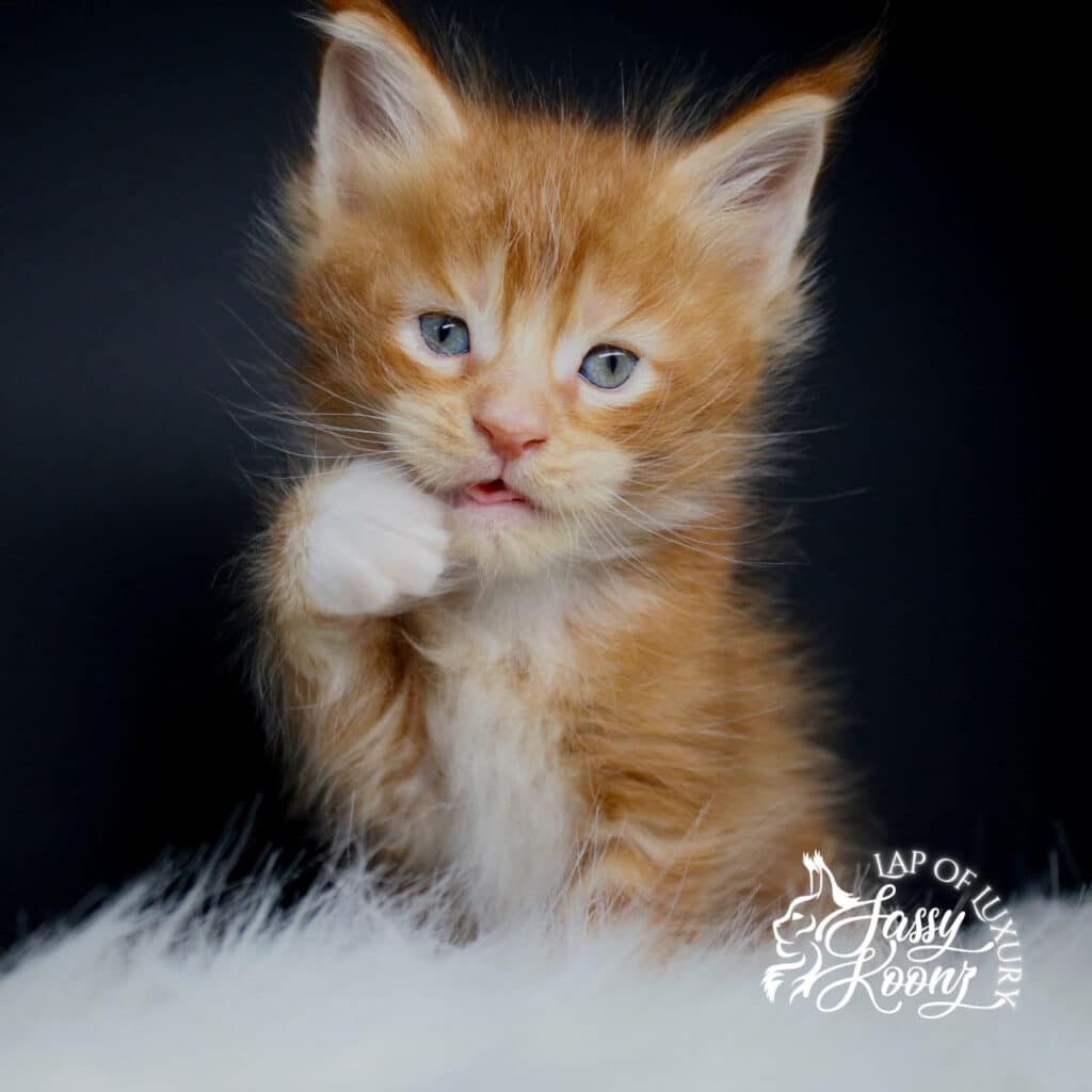 hyde 5 week old red classic tabby with white ⋆ Sassy Koonz Maine Coon Cattery hyde 5 week old red classic tabby with white