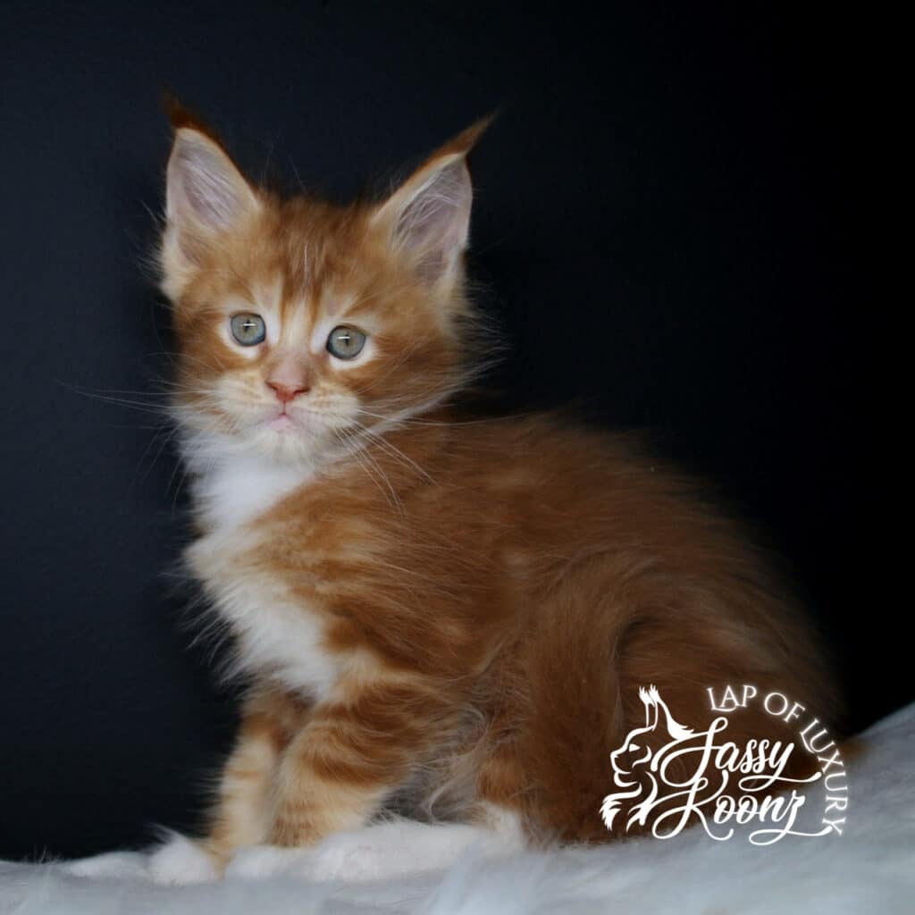 hyde 7 week old red full body shot ⋆ Sassy Koonz Maine Coon Cattery hyde 7 week old red full body shot