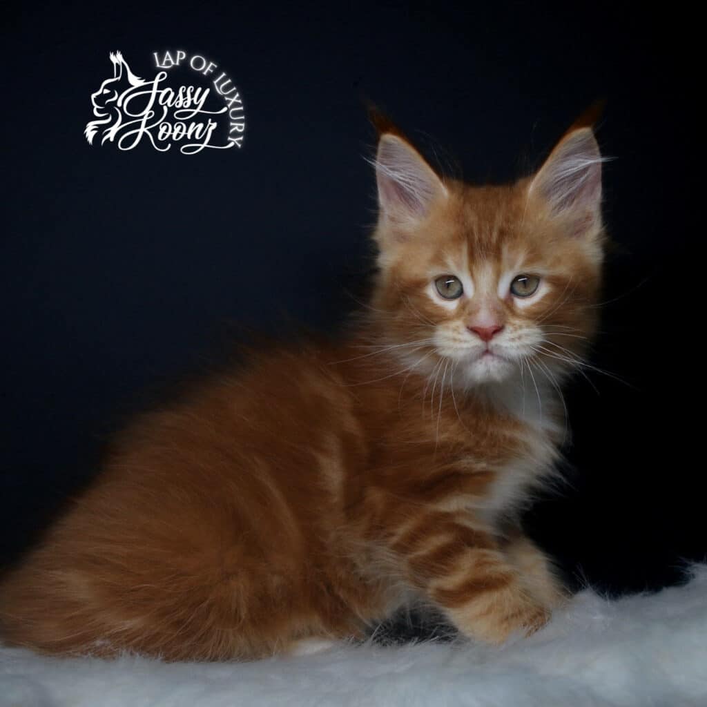 hyde 9 weeks old body shot red classic tabby maine coon ⋆ Sassy Koonz Maine Coon Cattery hyde 9 weeks old body shot red classic tabby maine coon