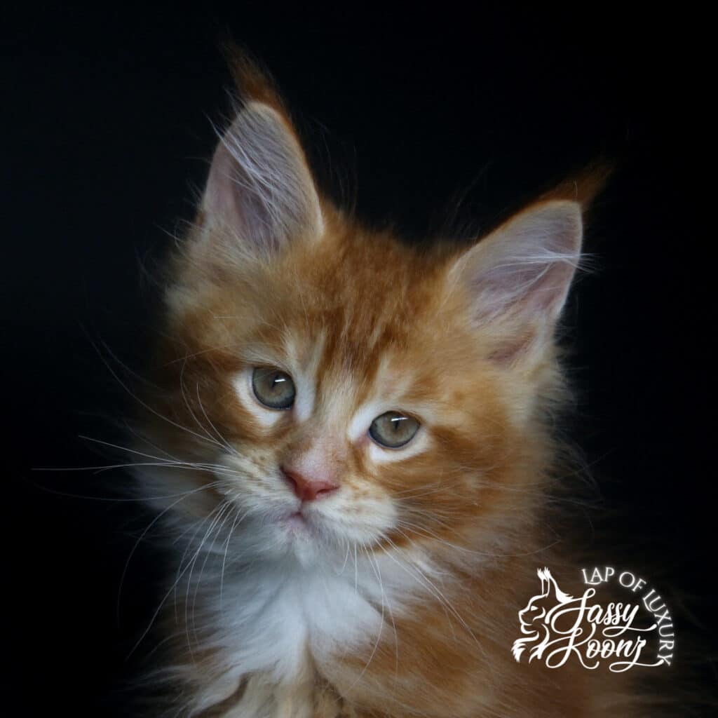 hyde 9 weeks old headshot red classic tabby maine ocon, inpired by five finger death punch