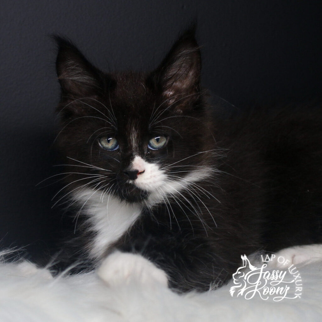 ivan 9 week old maine coon kitten black and white headshot ⋆ Sassy Koonz Maine Coon Cattery ivan 9 week old maine coon kitten black and white headshot