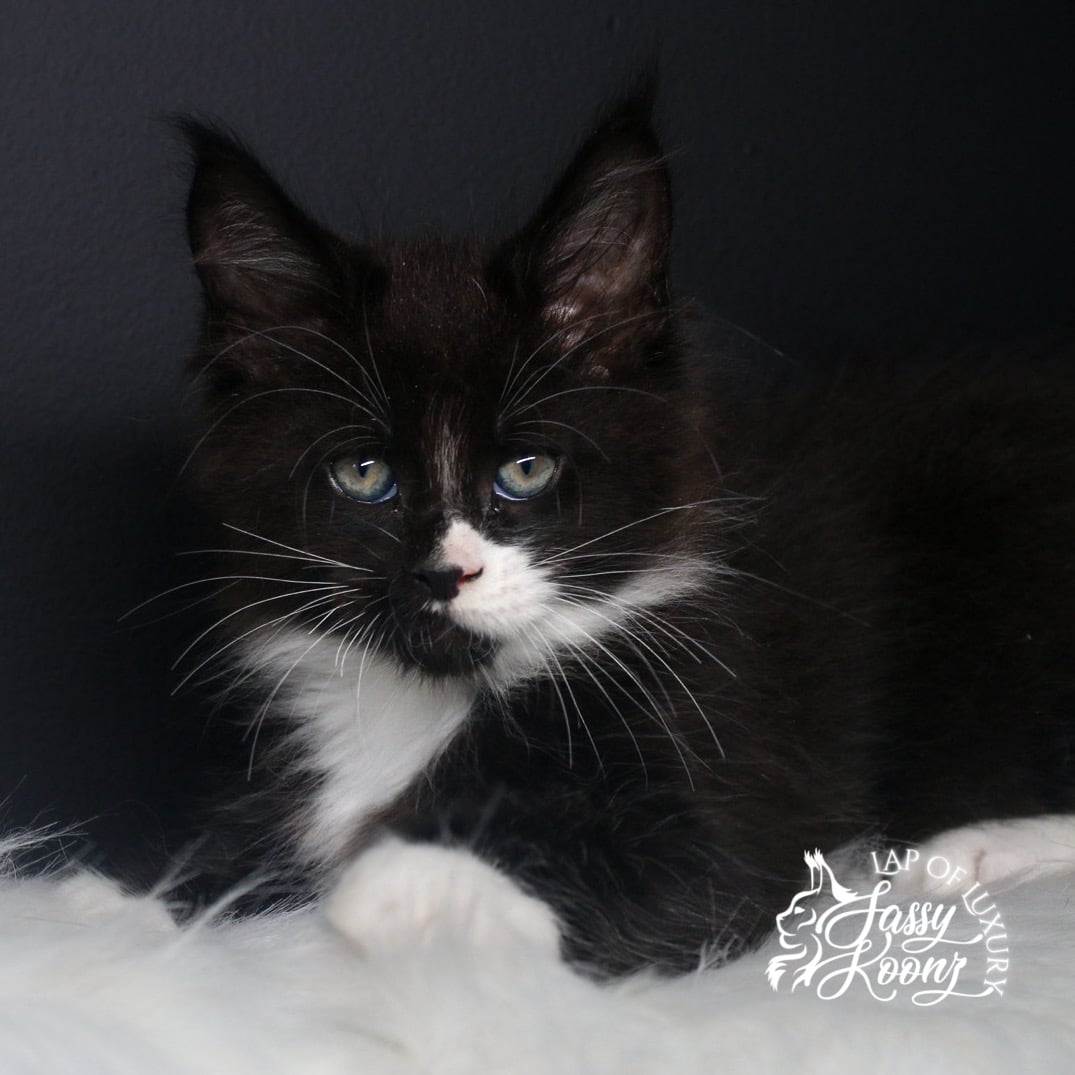 ivan 9 week old maine coon kitten black and white headshot