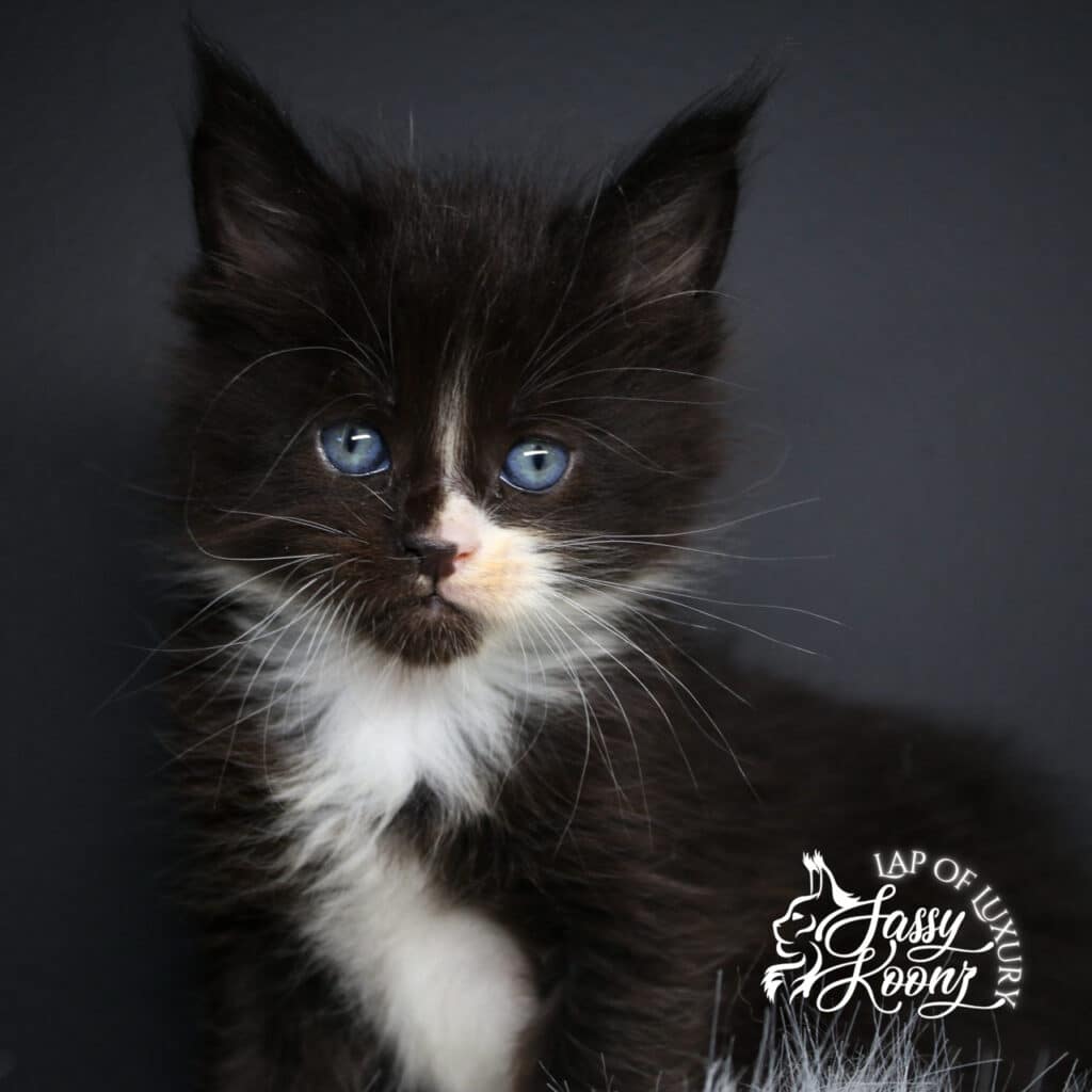 ivan black and white 5 week old maine coon kitten boy ⋆ Sassy Koonz Maine Coon Cattery ivan black and white 5 week old maine coon kitten boy