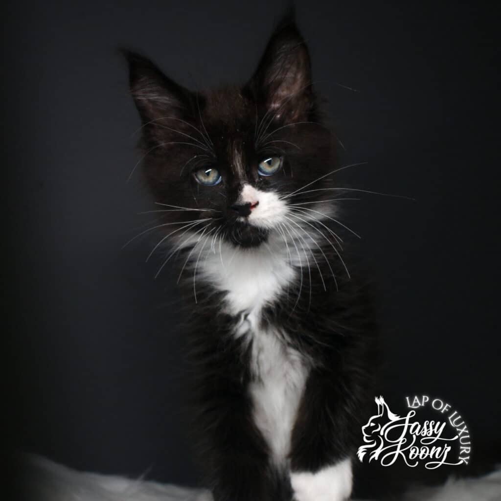 ivan bodyshot 9 week old maine coon kitten ⋆ Sassy Koonz Maine Coon Cattery ivan bodyshot 9 week old maine coon kitten