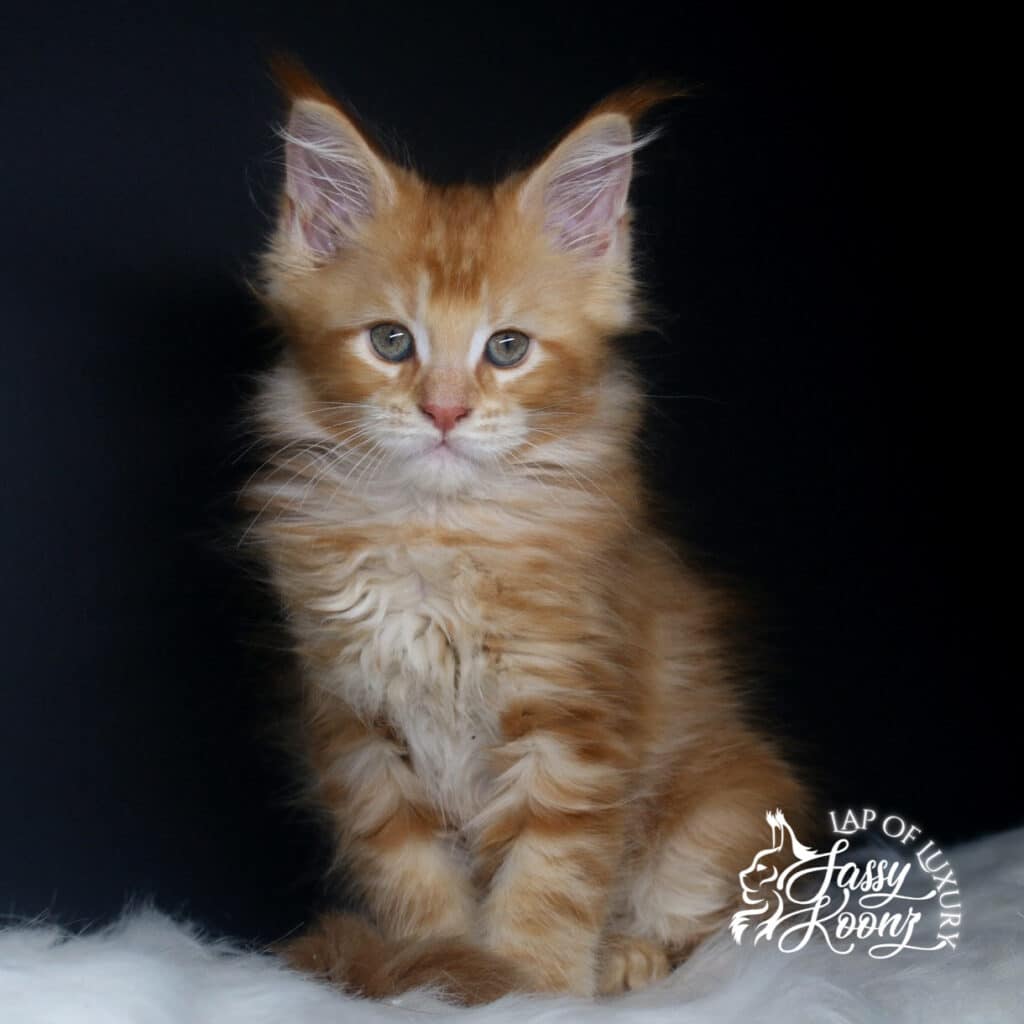 jekyll 9 week old bodyshot red classic tabby bodyshot ⋆ Sassy Koonz Maine Coon Cattery jekyll 9 week old bodyshot red classic tabby bodyshot