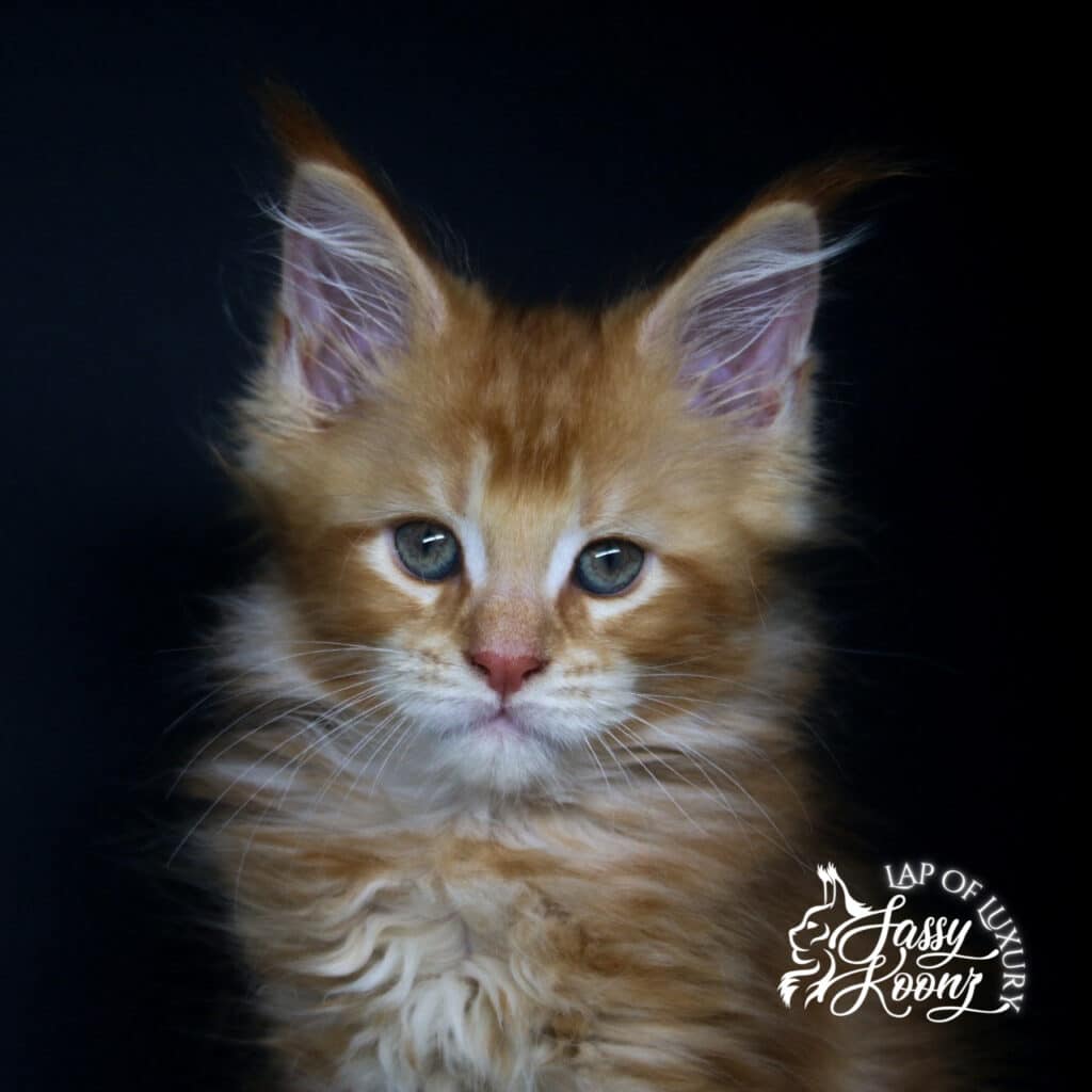 jekyll 9 week old maine coon kitten red classic tabby headshot ⋆ Sassy Koonz Maine Coon Cattery jekyll 9 week old maine coon kitten red classic tabby headshot