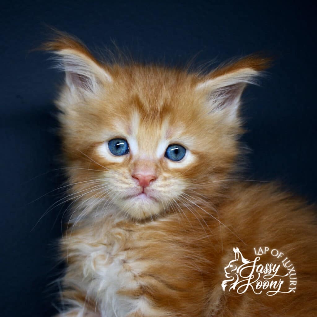 jeykll 5 week old red maine coon kitten ⋆ Sassy Koonz Maine Coon Cattery jeykll 5 week old red maine coon kitten