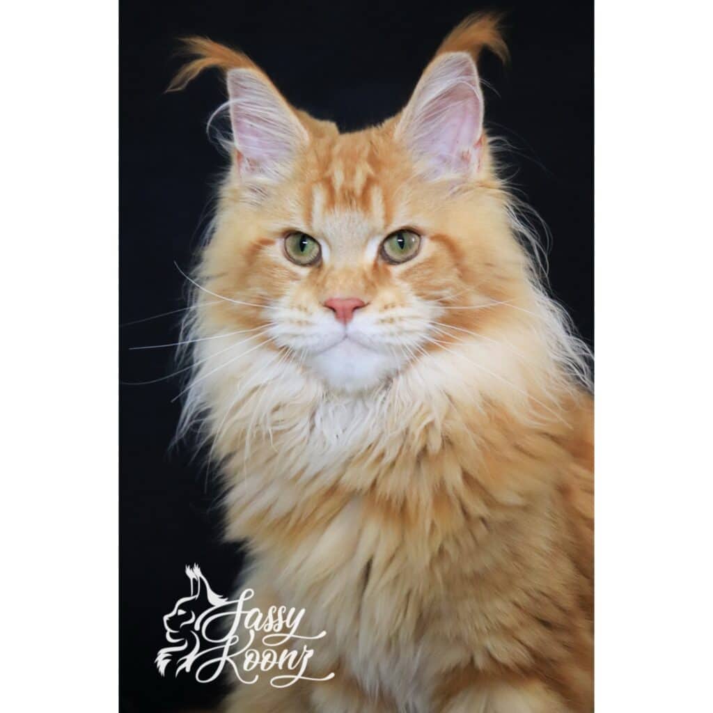 red-maine-coon-girl-jeckyll-6-mos ⋆ Sassy Koonz Maine Coon Cattery red maine coon girl jekyll 6 months old