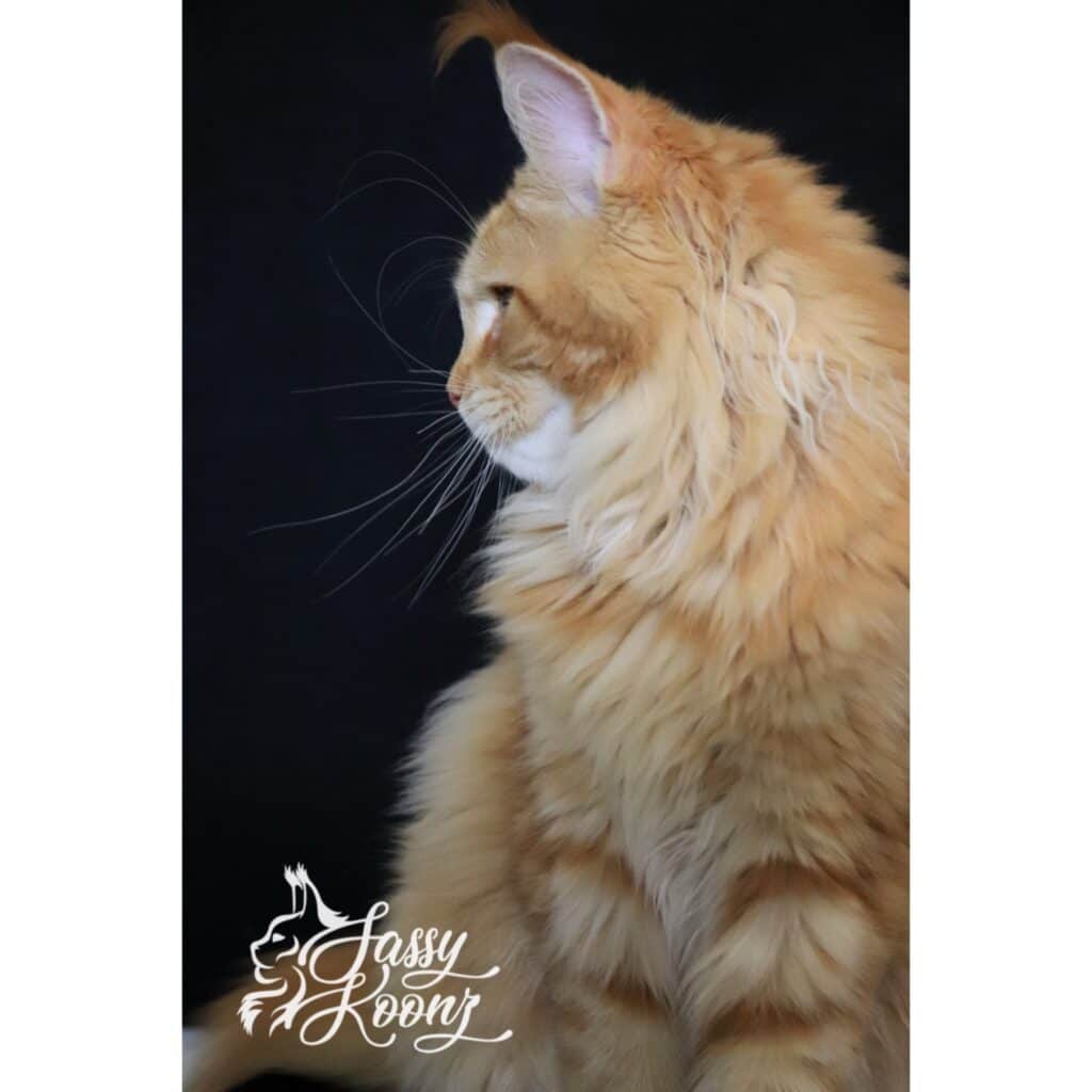 red-maine-coon-jeckyll-profile-6-months ⋆ Sassy Koonz Maine Coon Cattery red maine coon jeckyll profile 6 months