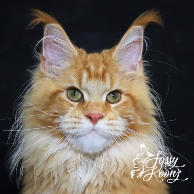 red tabby maine coon female jekyll 6 months head shot