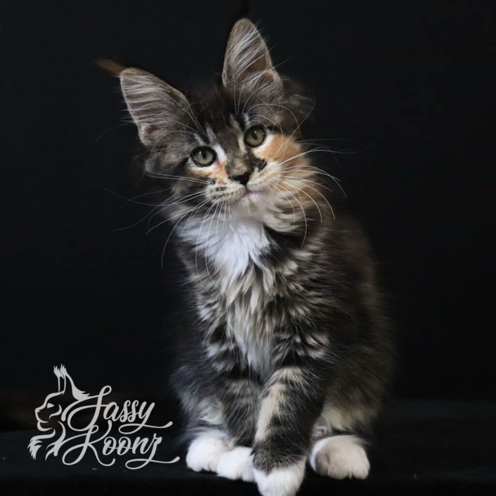 Gravity Maine Coon Kitten 10 Weeks old ⋆ Sassy Koonz Maine Coon Cattery Maine Coon kitten from sassy koonzfloridagravity