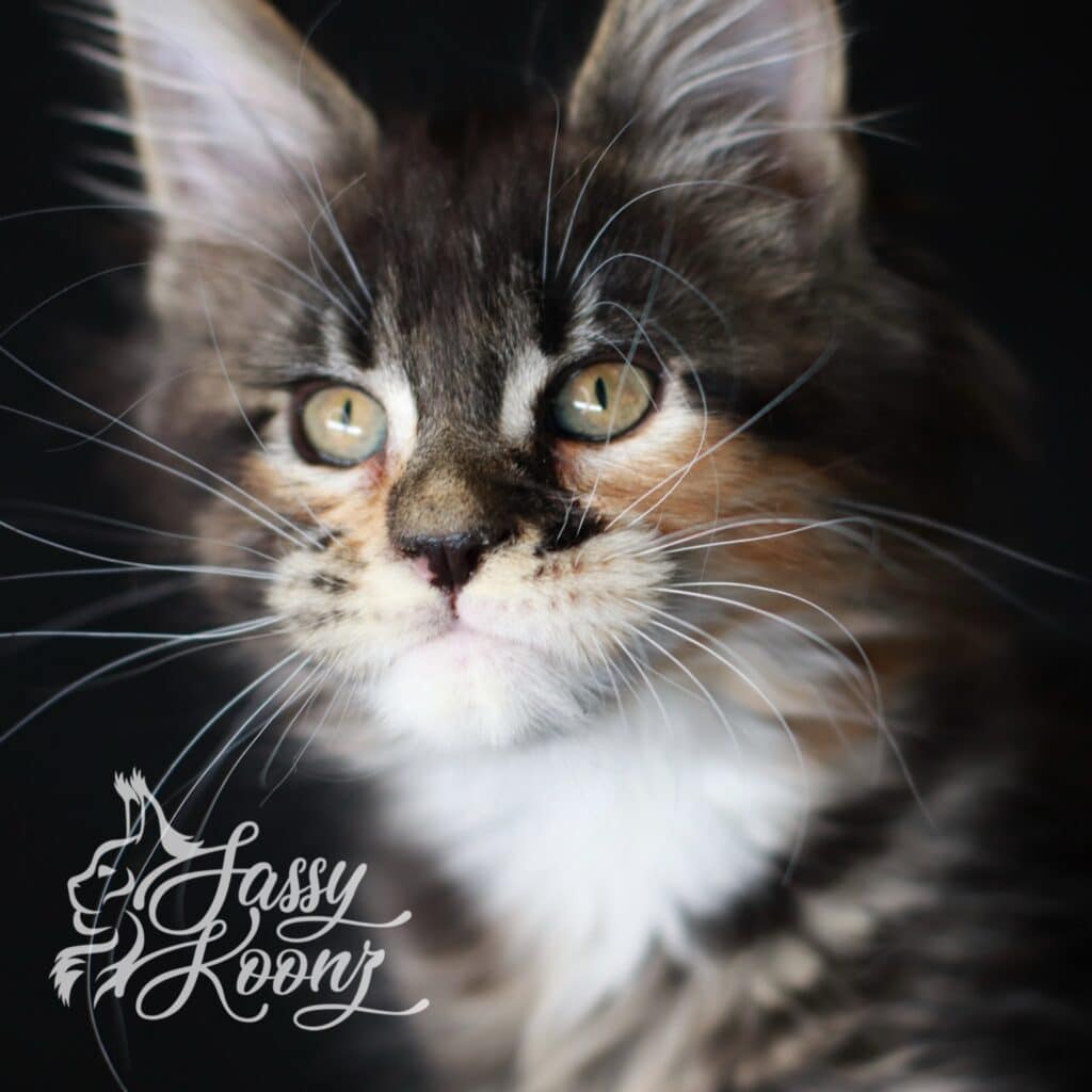 Maine Coon kitten closeup Gravity ⋆ Sassy Koonz Maine Coon Cattery Maine coon closeup gravity 10 weeksold