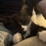 Black and White Maine Coon Kitten in his New Home ⋆ Sassy Koonz Maine Coon Cattery tuxedo Maine coon kitten, in new home, sassy koonz bloodlines, happy