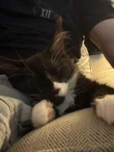 Black and White Maine Coon Kitten in his New Home ⋆ Sassy Koonz Maine Coon Cattery tuxedo Maine coon kitten, in new home, sassy koonz bloodlines, happy