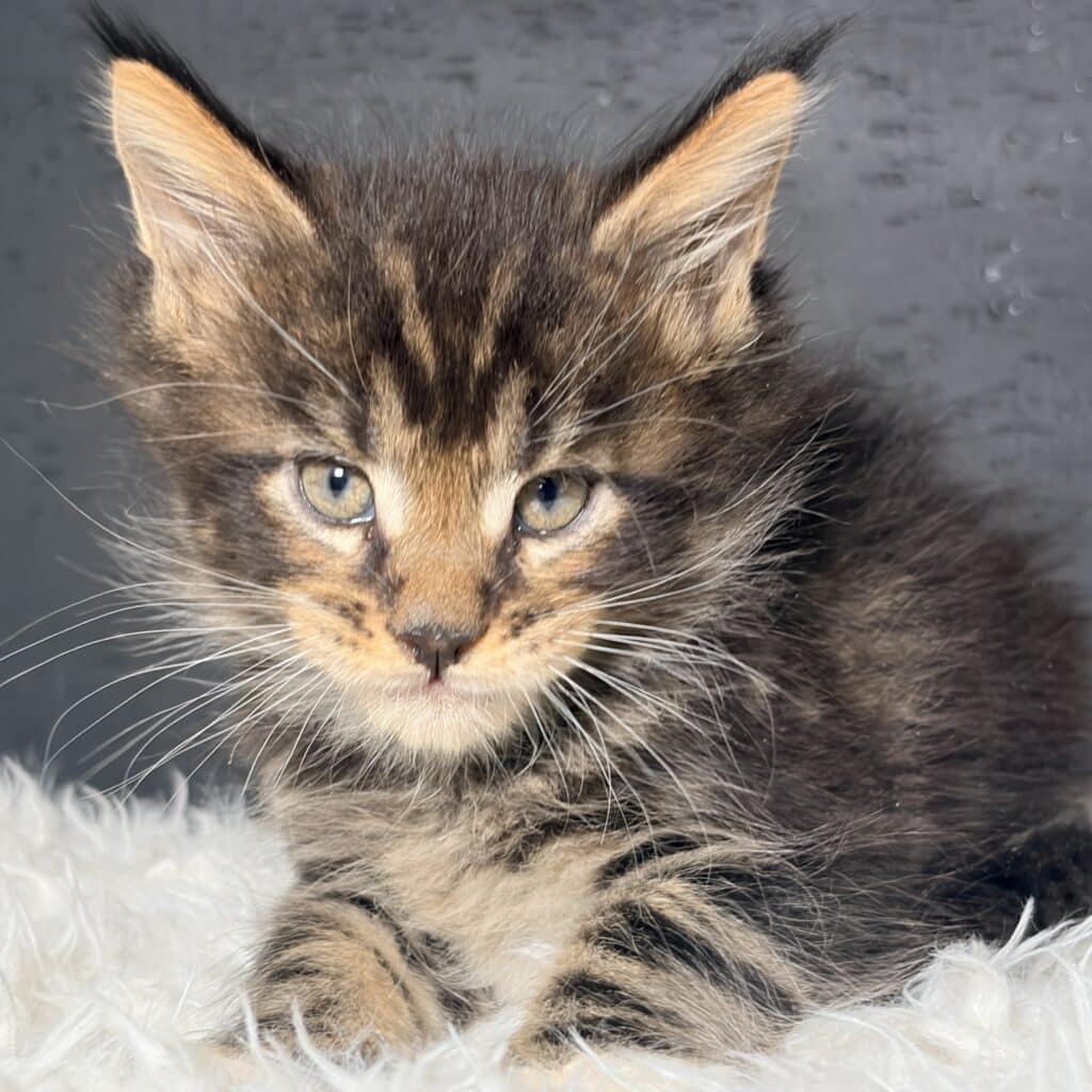 IMG_0764 ⋆ Sassy Koonz Maine Coon Cattery maine coon kitten from sassy koonz, stigma