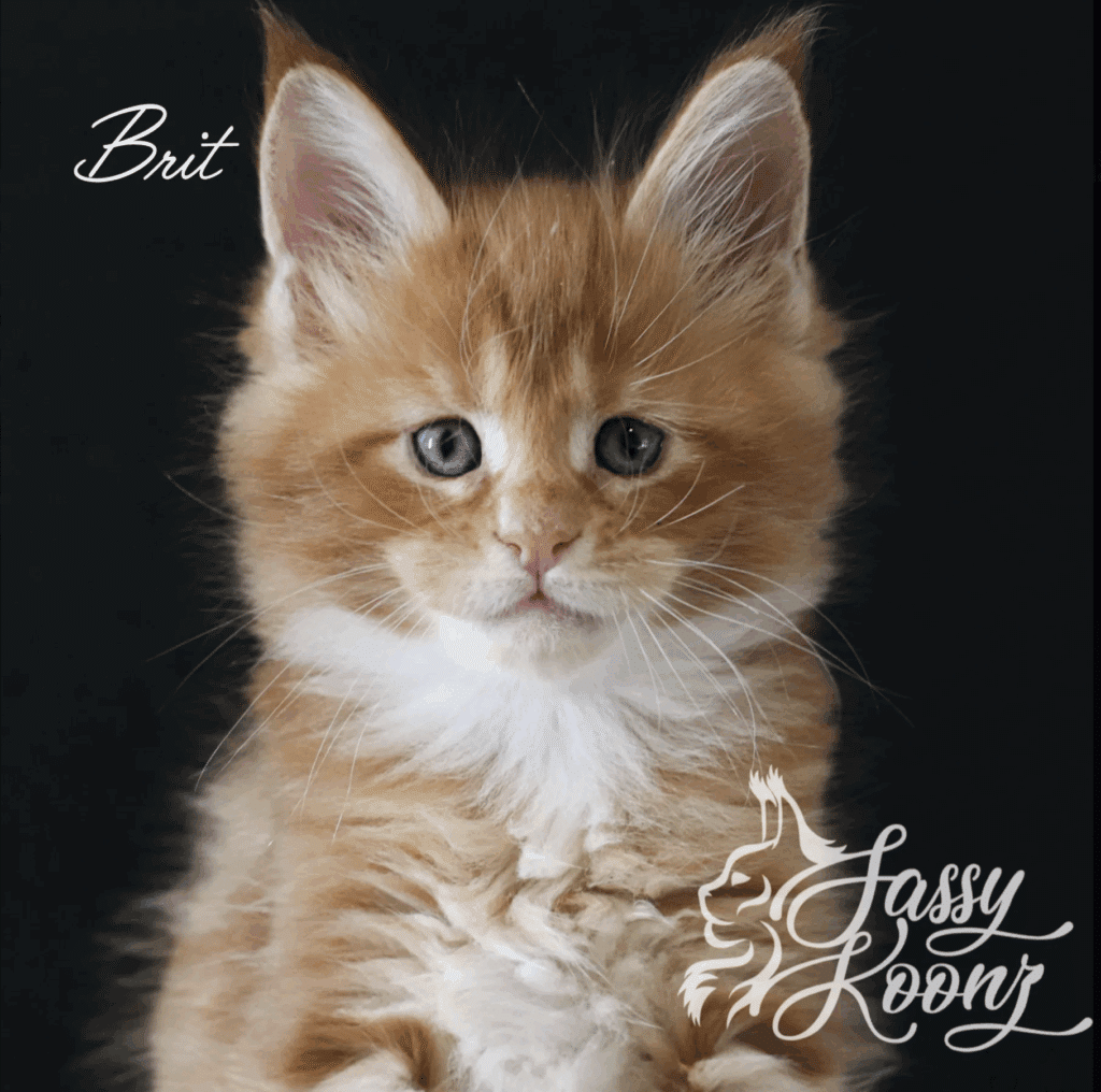 Screenshot 2025-12-03 at 32547 PM ⋆ Sassy Koonz Maine Coon Cattery orange maine coon kitten brit looking dapper 5 weeks