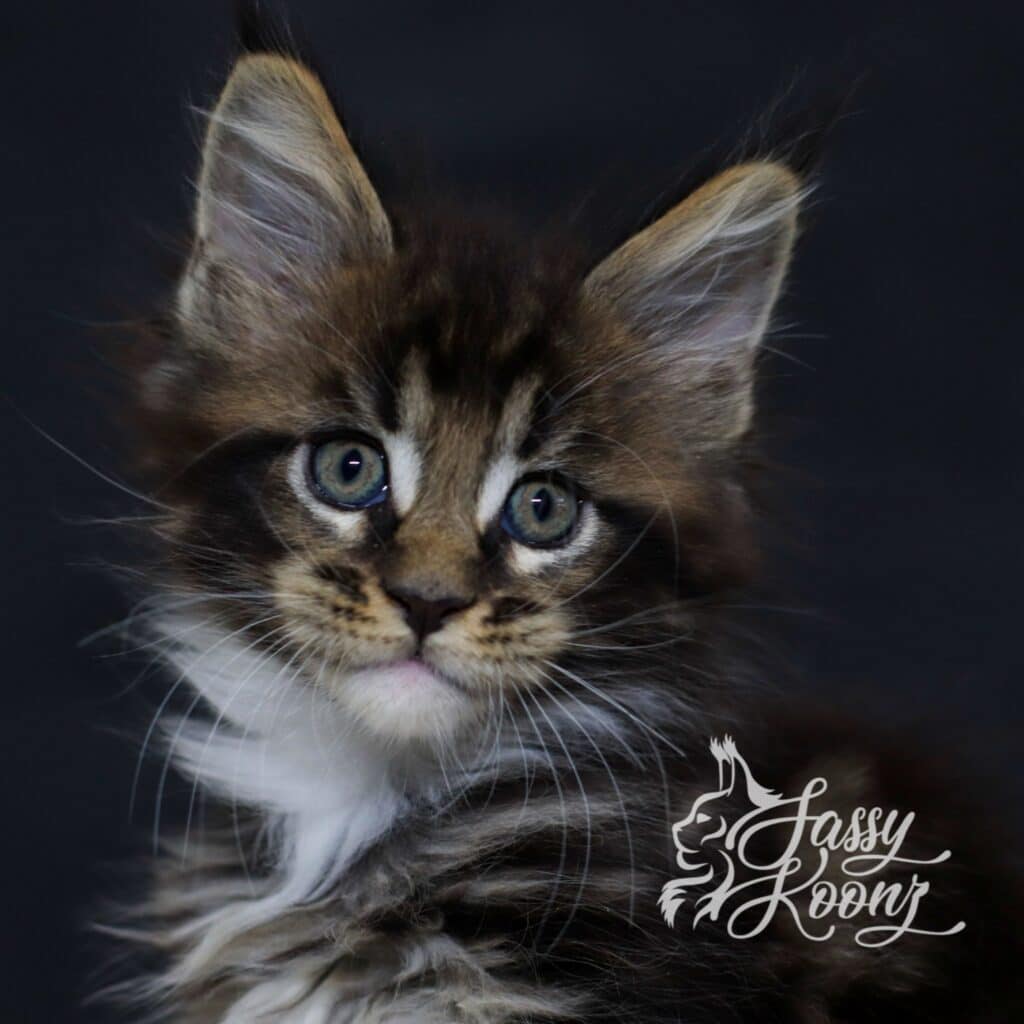 black-tabby-maine-coon-classuc-7-weeks-old-hellbent ⋆ Sassy Koonz Maine Coon Cattery black tabby maine coon classic 7 weeks old hellbent