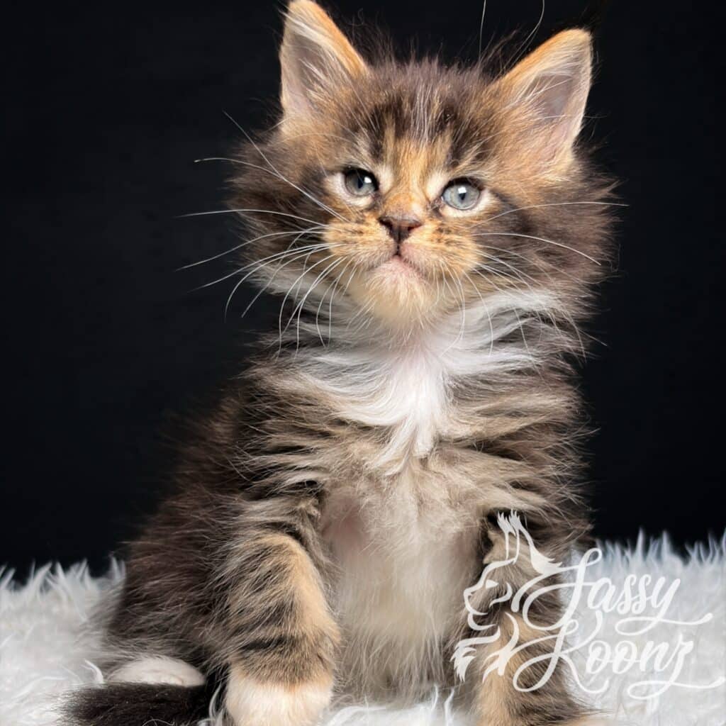 black-tabby-maine-coon-kitten-godspeed ⋆ Sassy Koonz Maine Coon Cattery maine coon body pic 5 weeks old godspeed