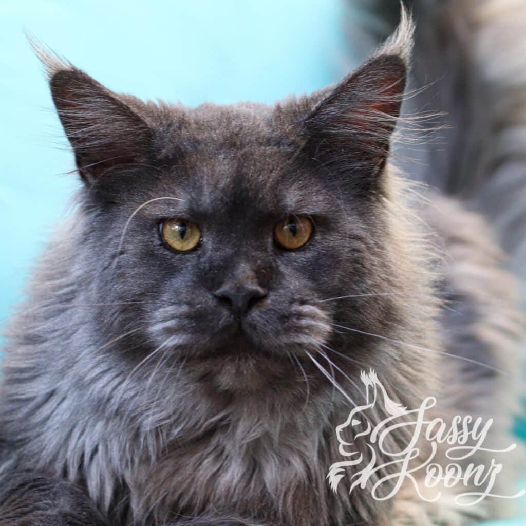 blue smoke maine coon male sassy koonz