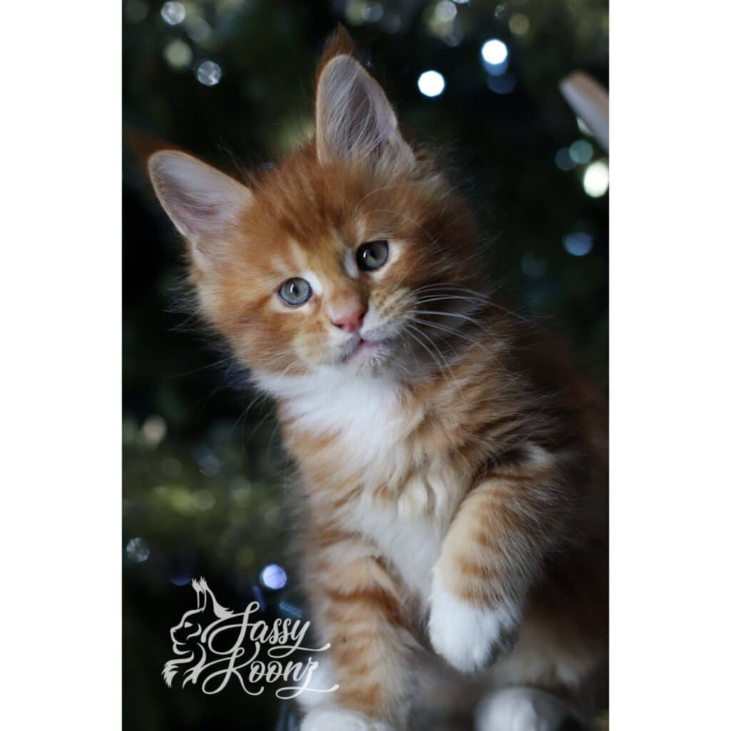 brit-maine-coon-orange-kitten-7 ⋆ Sassy Koonz Maine Coon Cattery brit maine coon orange kitten 7 weeks