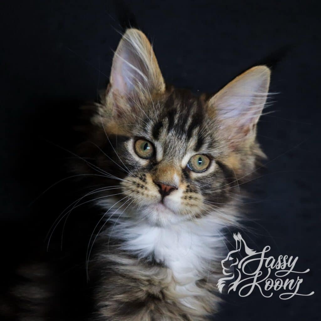godspeed-maine-coon-11-weeks-old ⋆ Sassy Koonz Maine Coon Cattery godspeed maine coon 11 weeks old