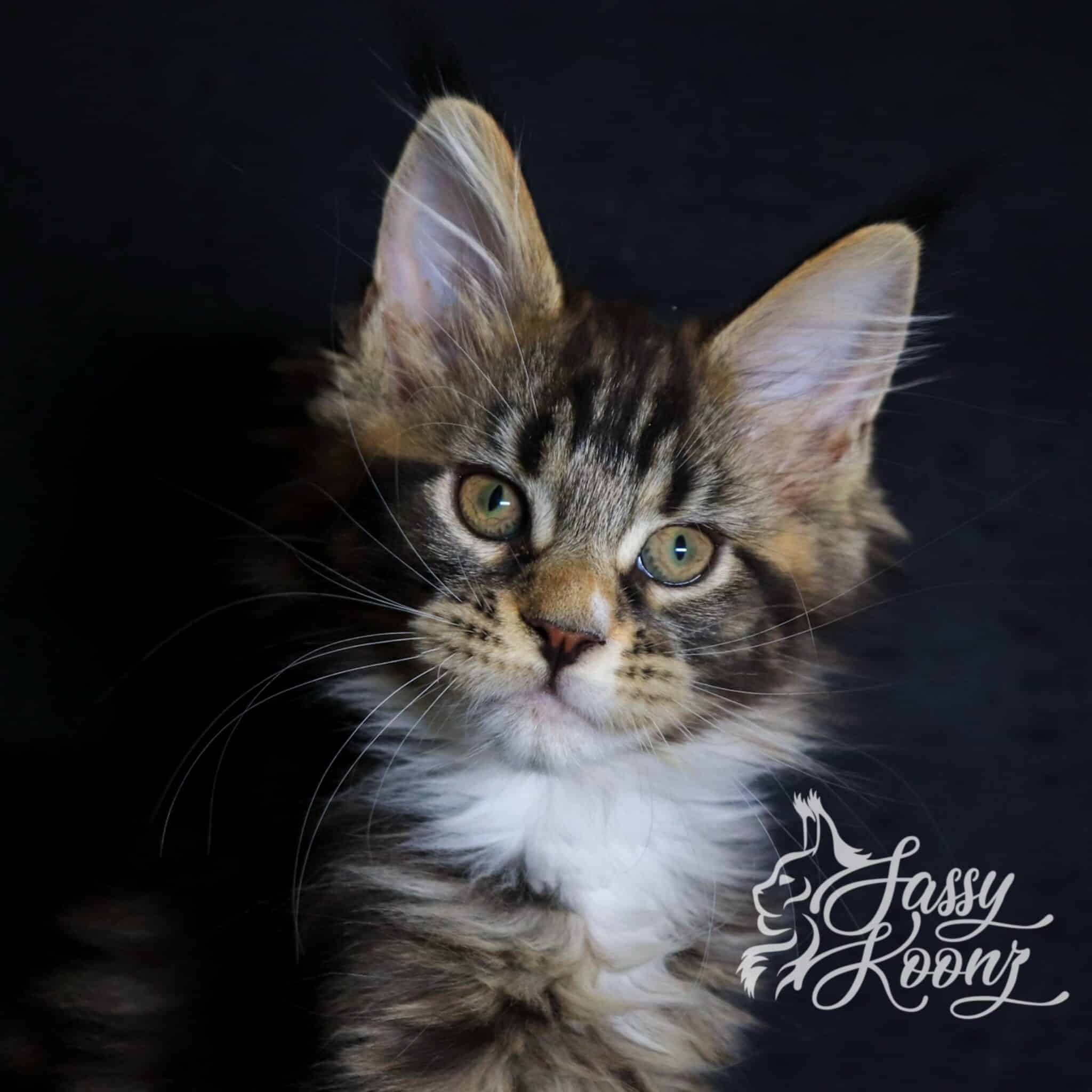 godspeed maine coon 11 weeks old
