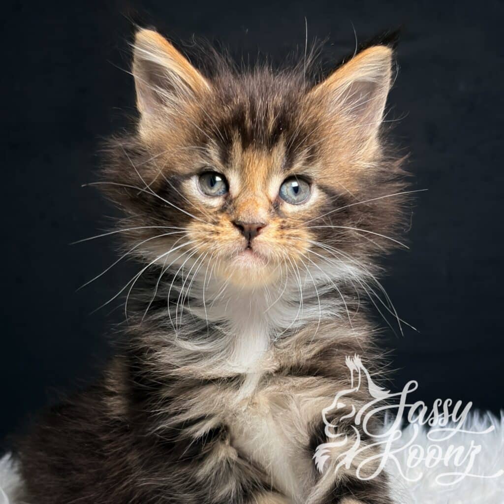 godspeed-maine-coon-kitten-5-weeks-old ⋆ Sassy Koonz Maine Coon Cattery godspeed maine coon kitten 5 weeks old