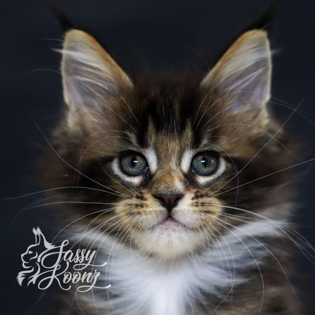 godspeed-maine-coon-kitten-7-weeks ⋆ Sassy Koonz Maine Coon Cattery godspeed maine coon kitten 7 weeks