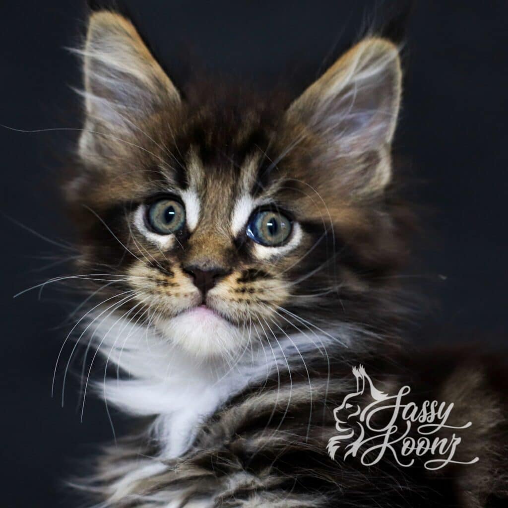 headshot-maine-coon-sassy-koonz-7-weeks-hellbent ⋆ Sassy Koonz Maine Coon Cattery headshot maine coon sassy koonz 7 weeks hellbent