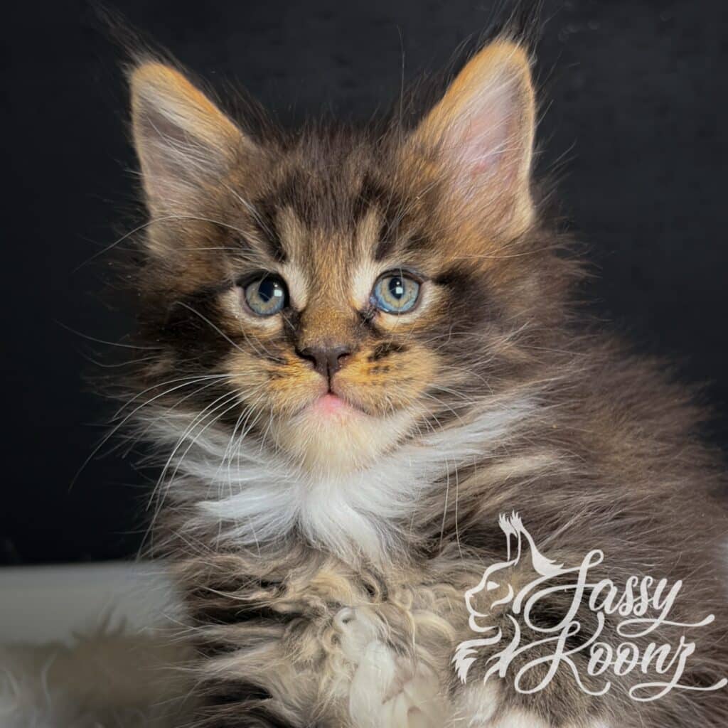 maine-coon-available-boy-hellbent-5-weeks ⋆ Sassy Koonz Maine Coon Cattery maine coon available boy hellbent 5 weeks old