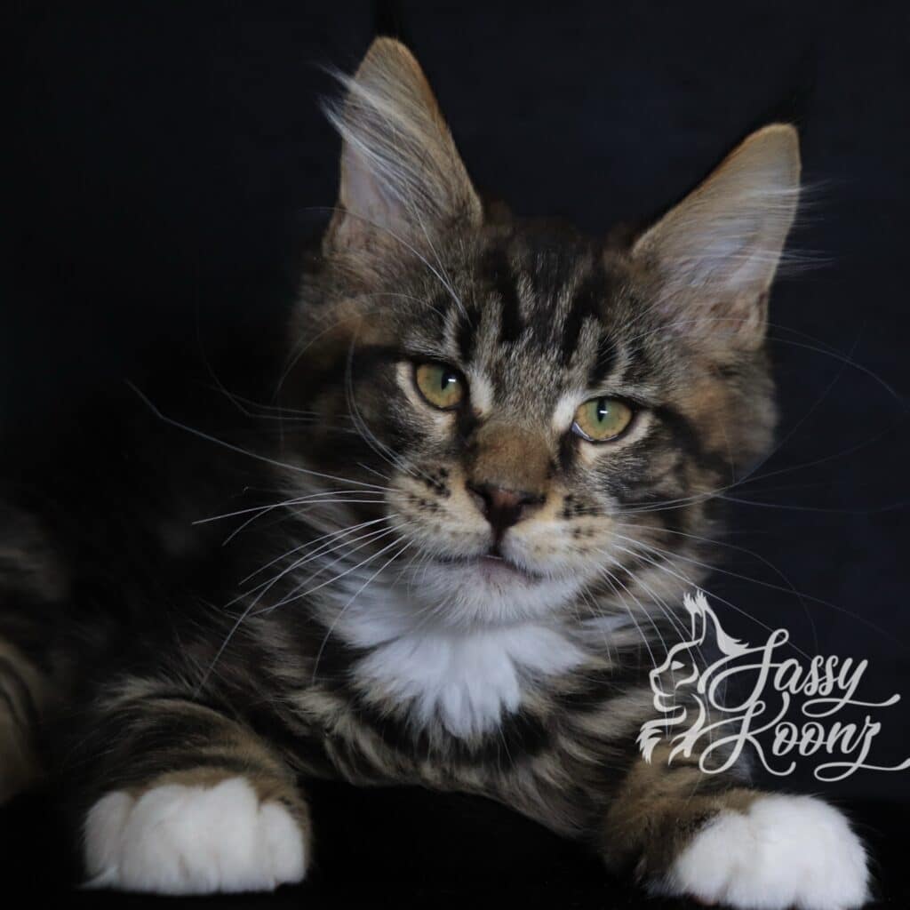 maine-coon-black-classic-tabby-11-weeks-stigma ⋆ Sassy Koonz Maine Coon Cattery maine coon black classic tabby 11 weeks stigma